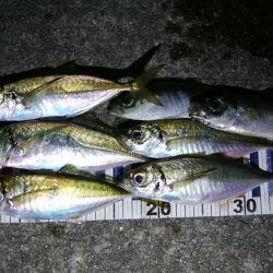 風を読みながらのアジング